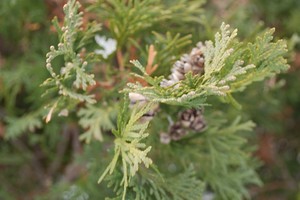 arborvitae closeup.JPG